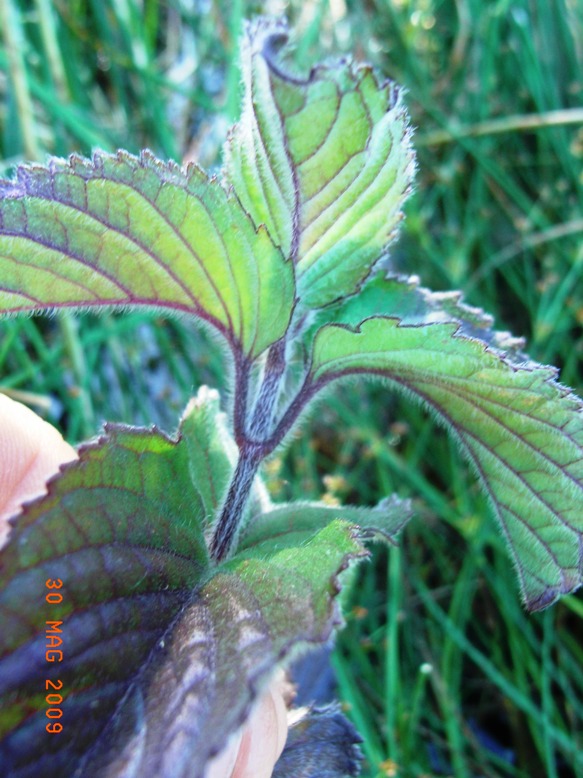 Mentha aquatica